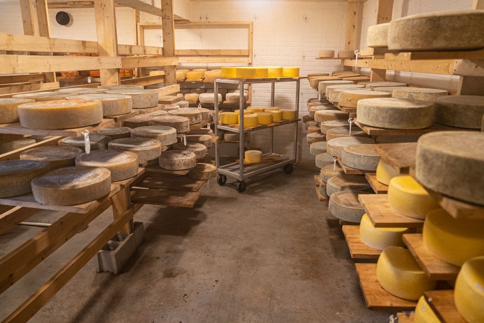 Cheese wheels maturing on wooden shelves in the Haughton Fields store